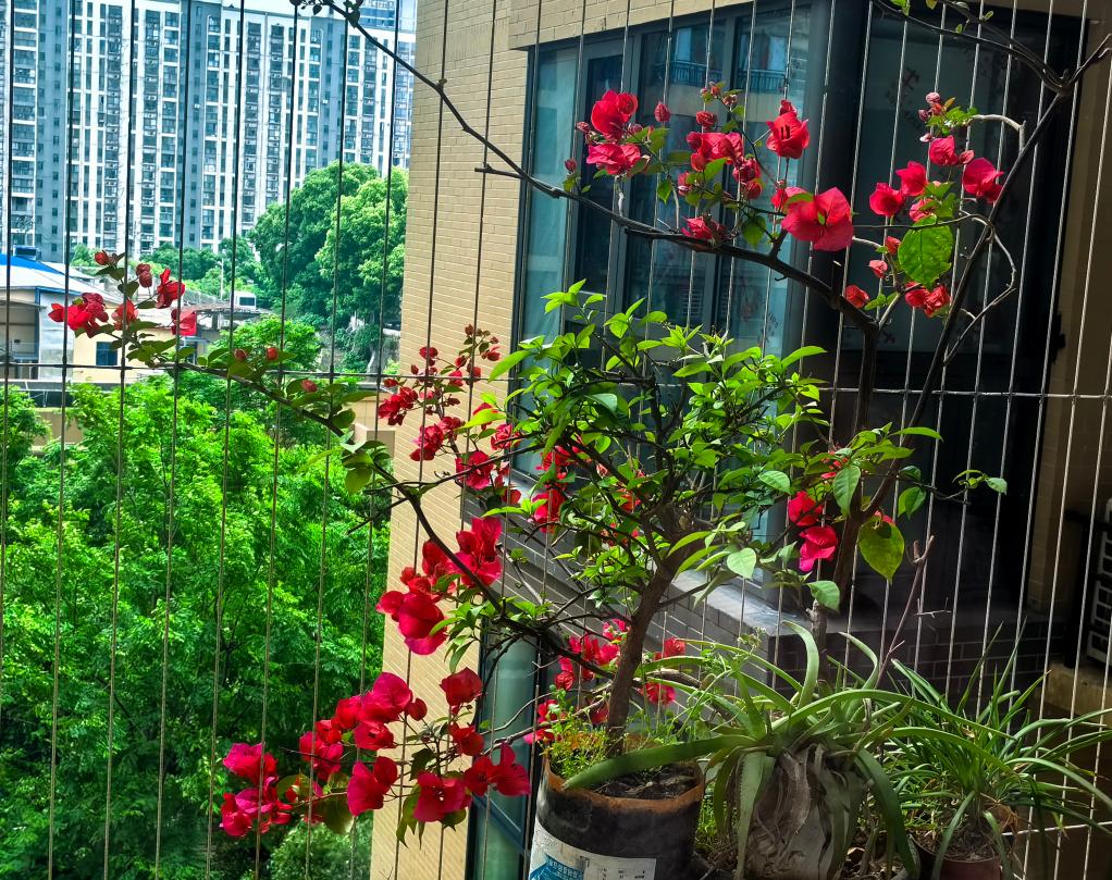 阳台鲜花争艳(图1)