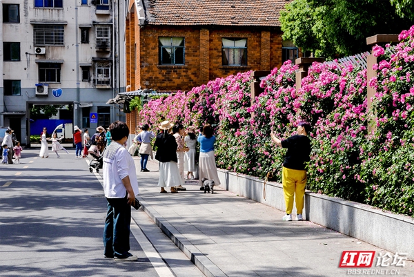 4.jpg 赏花正当时,看常德津市的人间烟火与诗意繁花(图4)