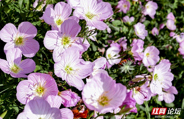 6.jpg 赏花正当时,看常德津市的人间烟火与诗意繁花(图6)