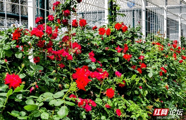 5.jpg 赏花正当时,看常德津市的人间烟火与诗意繁花(图5)