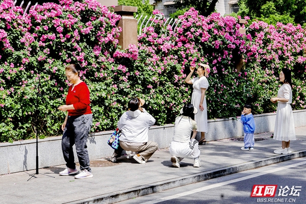 2.jpg 赏花正当时,看常德津市的人间烟火与诗意繁花(图2)