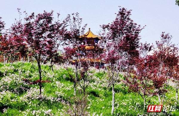 7.jpg 赏花正当时,看常德津市的人间烟火与诗意繁花(图7)