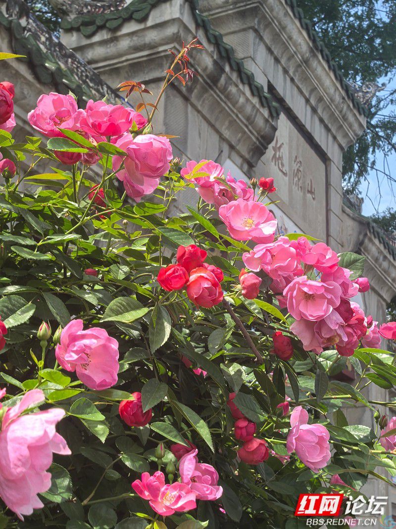 wm (24).jpg 当四月的风路过桃源山:蔷薇为春天画下带刺的句号(图1)