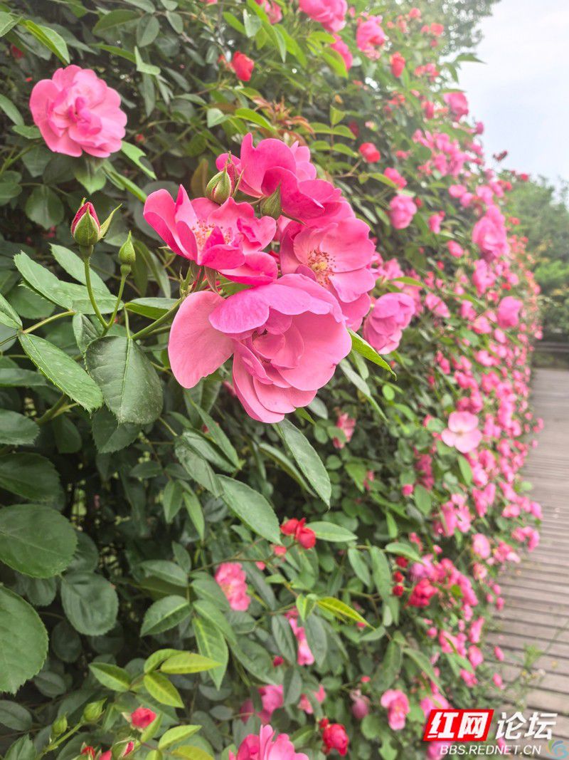 wm (21).jpg 当四月的风路过桃源山:蔷薇为春天画下带刺的句号(图4)