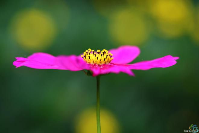 看完这30句恬静诗词，你会感受到一种淡泊名利的人生态度(图9)