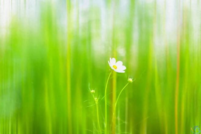 看完这30句恬静诗词，你会感受到一种淡泊名利的人生态度(图11)