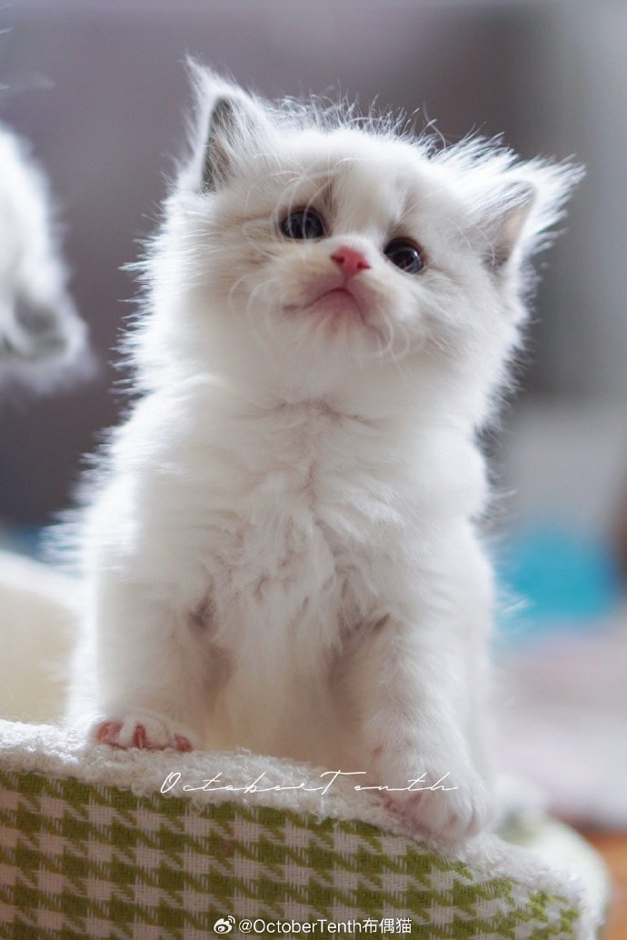 猫科猫属下的一宠物品种——布偶猫(图2)