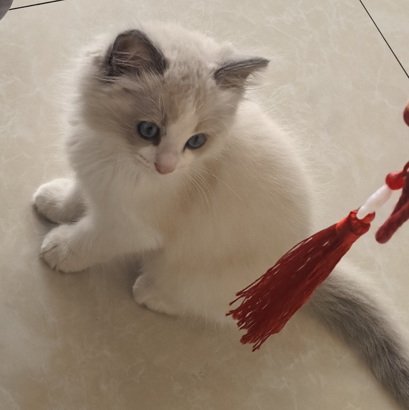 家里的小宠物——布偶猫(图2)