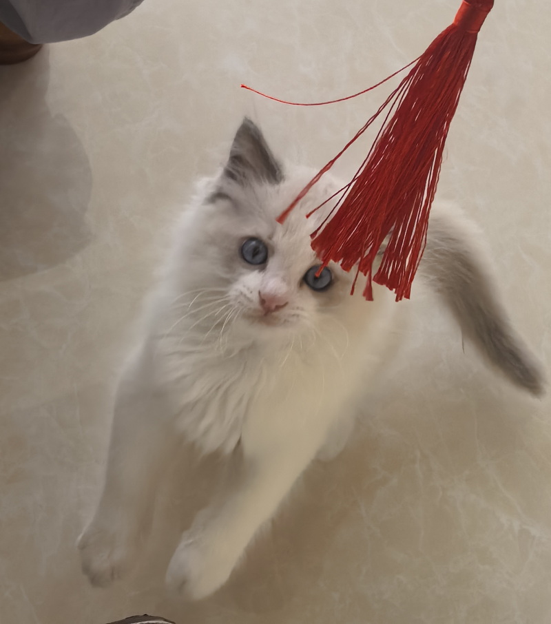 家里的小宠物——布偶猫(图3)