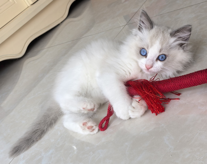 家里的小宠物——布偶猫(图4)