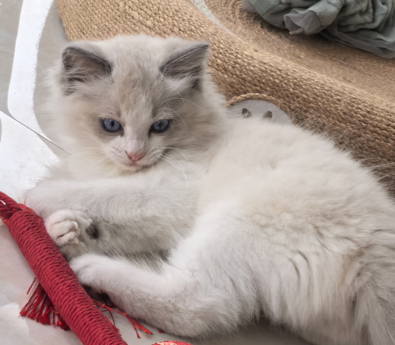 家里的小宠物——布偶猫(图5)