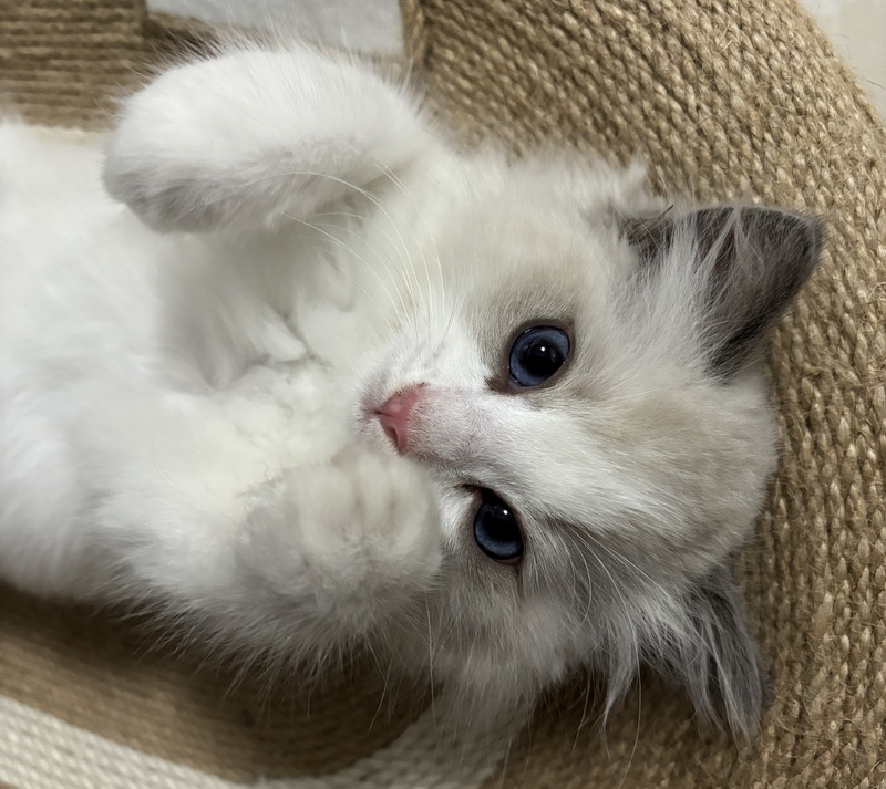 家里的小宠物——布偶猫(图6)