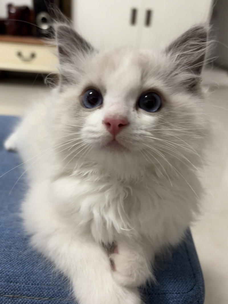 家里的小宠物——布偶猫(图7)