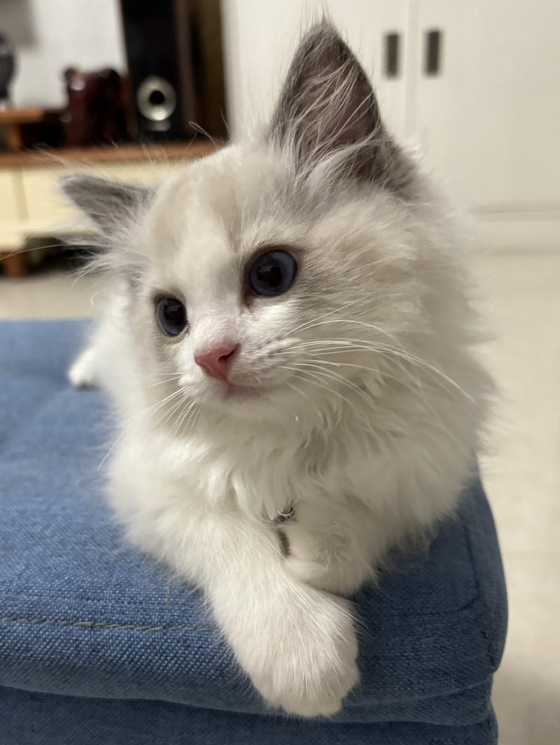 家里的小宠物——布偶猫(图8)