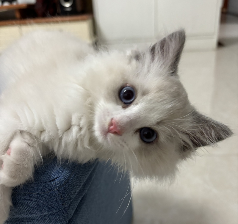 家里的小宠物——布偶猫(图9)