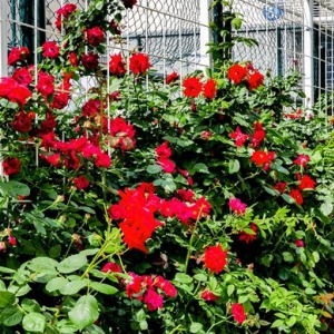 当四月的风路过桃源山：蔷薇为春天画下带刺的句号