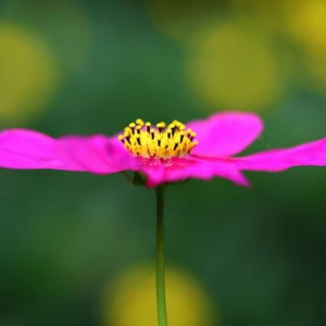 看完这30句恬静诗词，你会感受到一种淡泊名利的人生态度