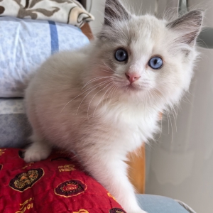 猫科猫属下的一宠物品种——布偶猫