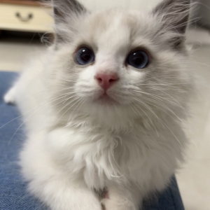 家里的小宠物——布偶猫