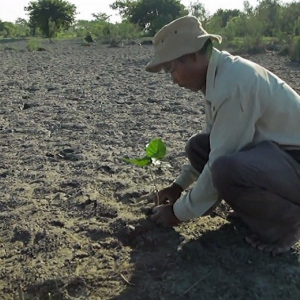 印度一岛民坚持种树35年，将550公顷荒岛变森林