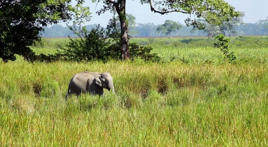 印度一岛民坚持种树35年,将550公顷荒岛变森林(图6) 印度一岛民坚持种树35年,将550公顷荒岛变森林(图6)