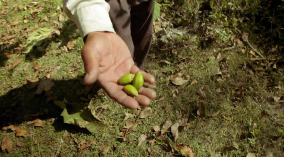 印度一岛民坚持种树35年,将550公顷荒岛变森林(图7) 印度一岛民坚持种树35年,将550公顷荒岛变森林(图7)