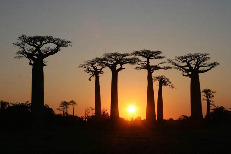 8个与众不同的森林,像来自外星球(图3) 8个与众不同的森林,像来自外星球(图3)