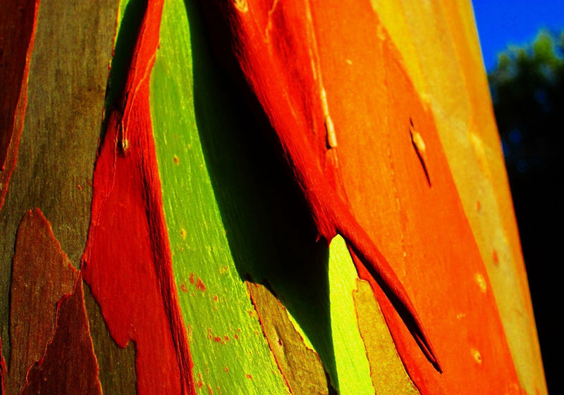 8个与众不同的森林,像来自外星球(图16) 8个与众不同的森林,像来自外星球(图16)