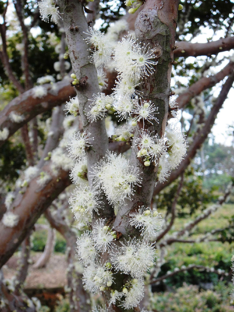 8个与众不同的森林,像来自外星球(图21) 8个与众不同的森林,像来自外星球(图21)