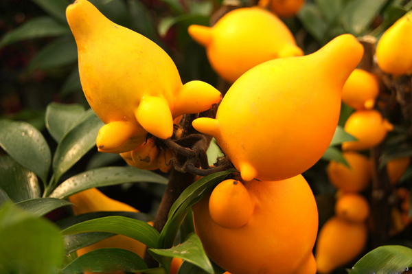 20种不常见但很好吃的怪异水果，非洲角瓜绝对是吃货的追求(图4)